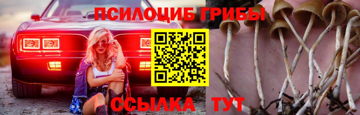 Вязники  Псилоцибиновые грибы Psilocybe  Вход с VPN 